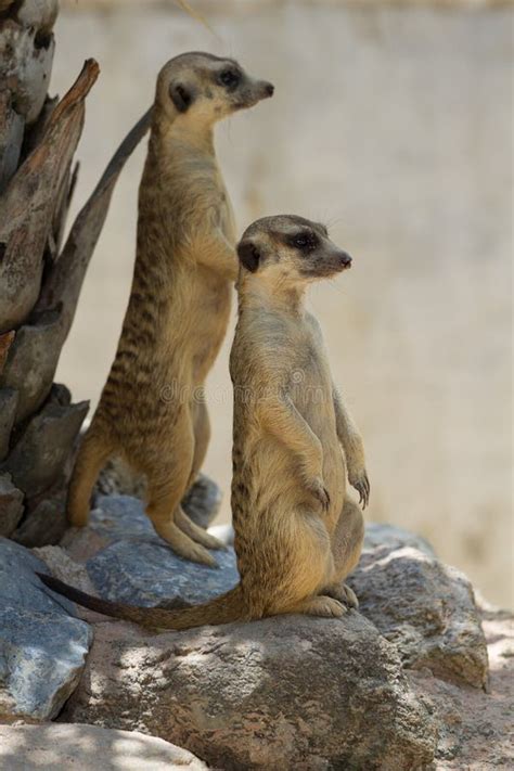 The Meerkats Stock Image Image Of Baby African Animal 52436207