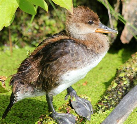 Baby Merganser Duck Just Look At The Size Of His Feet No Flickr