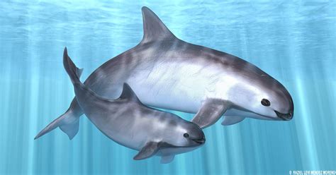 The Endangered Vaquita Porpoise In The Sea Of Cortez