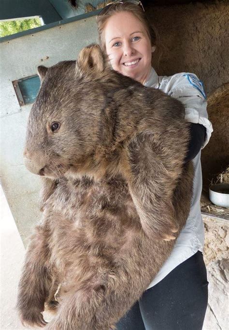 The Size Of This Wombat On Average Wombats Are 33 Feet Long And