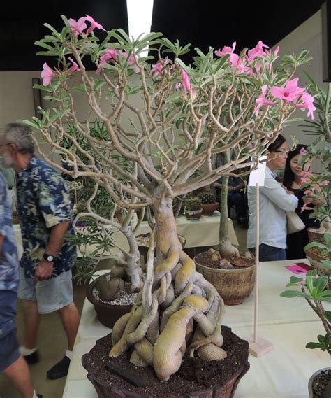 These dates may be modified as official changes are announced, so please check back regularly for updates. PlantFiles Pictures: Adenium, Desert Rose (Adenium ...