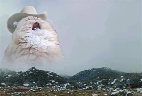Cat wears taco shirt & cowboy hat. Heres a screaming cat : pics