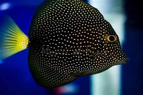Saltwater Fish You Dream About Owning 16 Most Expensive Saltwater Fish
