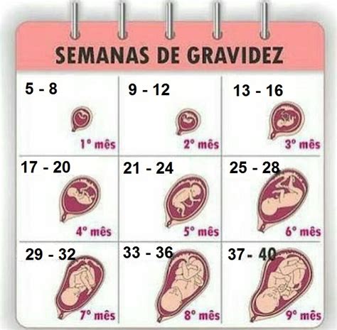 Você Sabe Contar As Semanas De Gestação Manual Dos Bebês