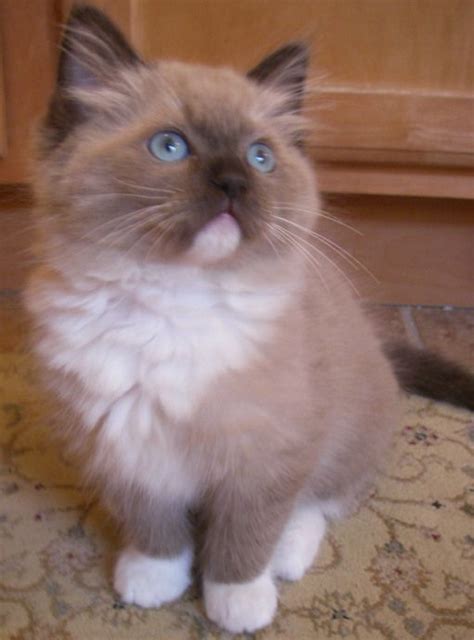 Ragdoll cat breeders located in ohio, east of cincinnati ohio, south of columbus ohio and a short days ride from cleveland ohio, indiana and kentucky. #ragdollcats #ragdoll #cats #girls | Ragdoll cat breeders ...