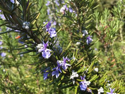 Companion Planting Sage | Growing Guides