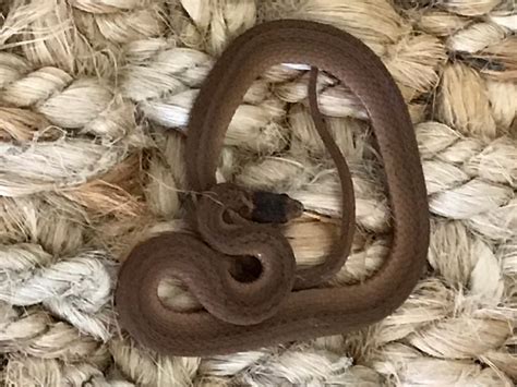 Dekays Brownsnake Florida Snake Id Guide