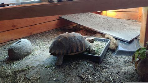 Diy Turtle Basking Area Ideas You Can Build Today With Pictures