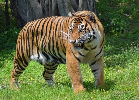 Filesumatran Tiger Miami Metrozoo Wikimedia Commons