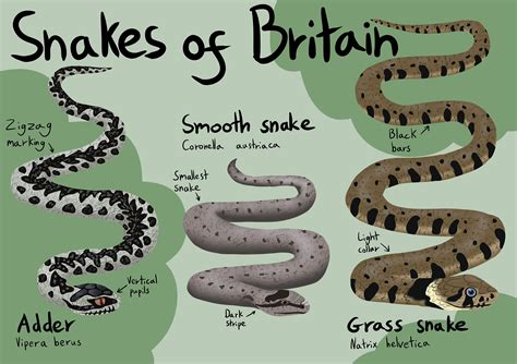 Snakes Of Britain Poster Printable Instant Digital Download Etsy Uk