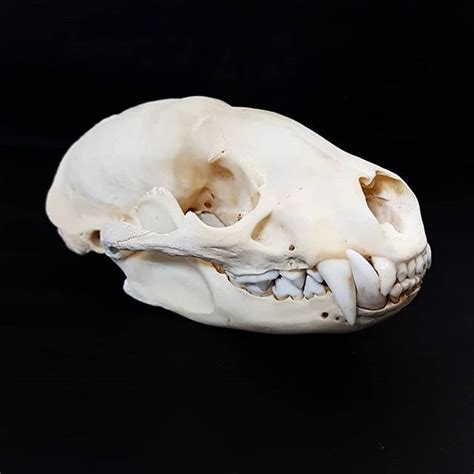 I Got A New Skull This Week An American Badger They Are Pretty