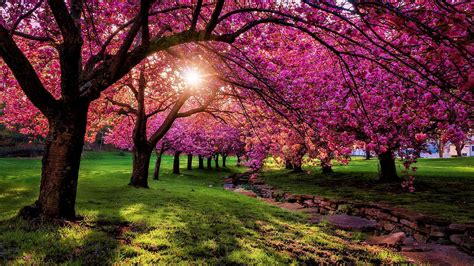 Spring Landscape Anime Wallpapers Wallpaper Cave