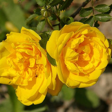 Persian Yellow Roses Name