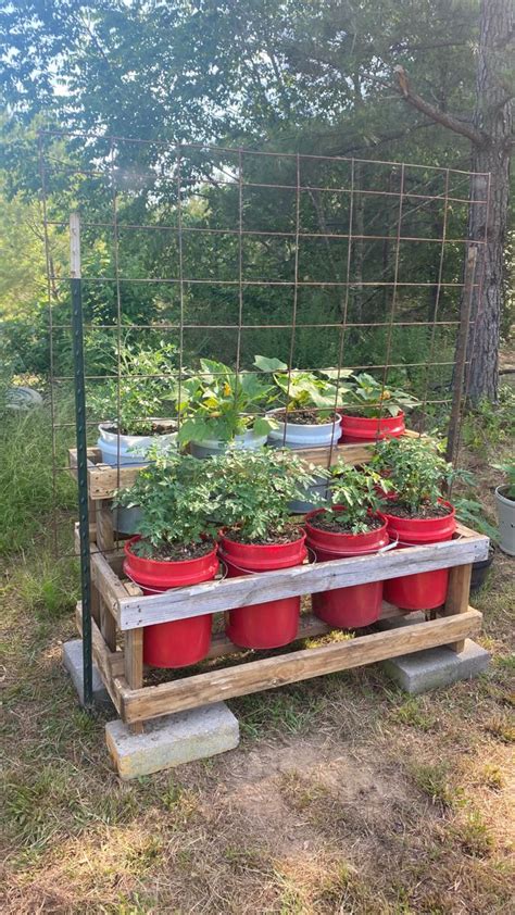 Container Garden With Tomato Rack