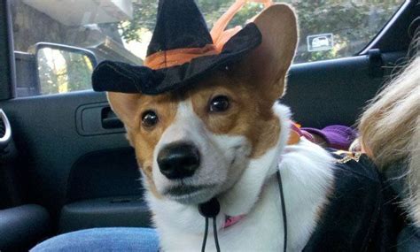 33 Costumes That Prove Corgis Always Win At Halloween Corgi Dog