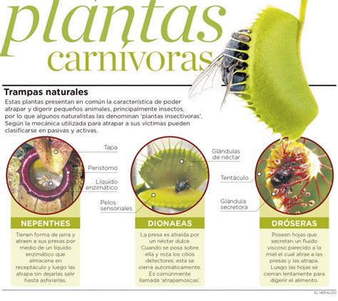 Infografía Guía Para Conocer Las Plantas Carnívoras