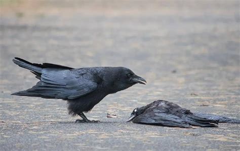 Crows Hold Funerals But Not Exactly To Honor Their Dead