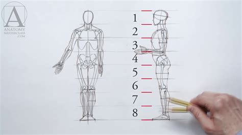 Human Body Proportions For Artists ~ Drawing Figure Fashion Proportions Human Body Guide