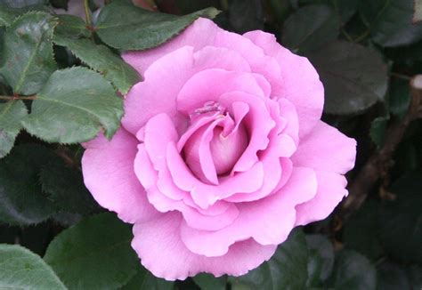 Over 11,752 angel face pictures to choose from, with no signup needed. Pin on Roses