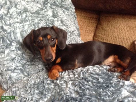 Stud Dog Black And Tan Short Hair Miniature Dachshund Breed Your Dog
