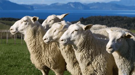 Breeding Sheep For A New Industry Dairy Sheep In Nz New Zealand
