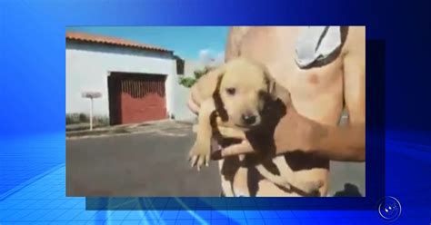 G Filhotes De Cachorro S O Resgatados De Dentro De Bueiro Em Ara Atuba Not Cias Em Rio