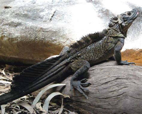 10 Weirdest Lizards In The World Featured Article