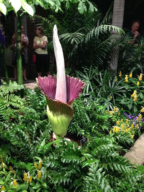 The corpse flower is a horrible ambulatory plant that scavenges the remains of the dead and occasionally belches one of them back out as a zombie. Corpse flower in bloom in pittsburgh. Happens once a ...