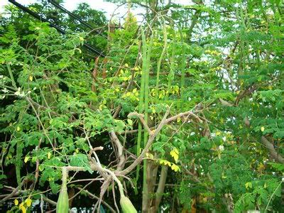 Contents1 deskripsi kacang tanah2 morfologi kacang tanah2.1 akar2.2 batang, daun dan bunga3 bunga kacang tanah4 daun kacang tanah5 pertumbuhan kacang tanah5.1 proses. Kacang merunggai dikenali 'pokok ajaib' ~ seribupilihan
