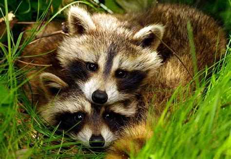 Daily Cuteness 15 Cute Animal Pairs From National Geographic
