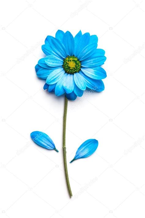 Blue Flower Isolated On White Background Blooming Concept Flat Lay