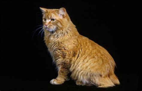 Cymric Longhaired Manx Cat Profile Cat World