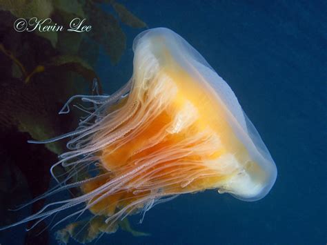 We did not find results for: The Mysterious Seven-Arm Octopus Reveals Itself And What ...