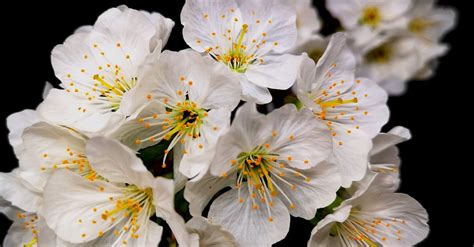 White Cherry Blossom In Close Up Photography · Free Stock Photo