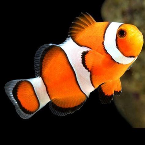True Percula Clownfish Tank Raised Arizona Aquatic Gardens Clown