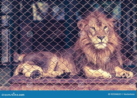 A Lion In The Large Cage Stock Photo Image Of Direct 92594632