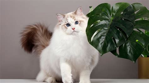 Cute White Cat Is Standing Near Big Green Leaves In A White Background