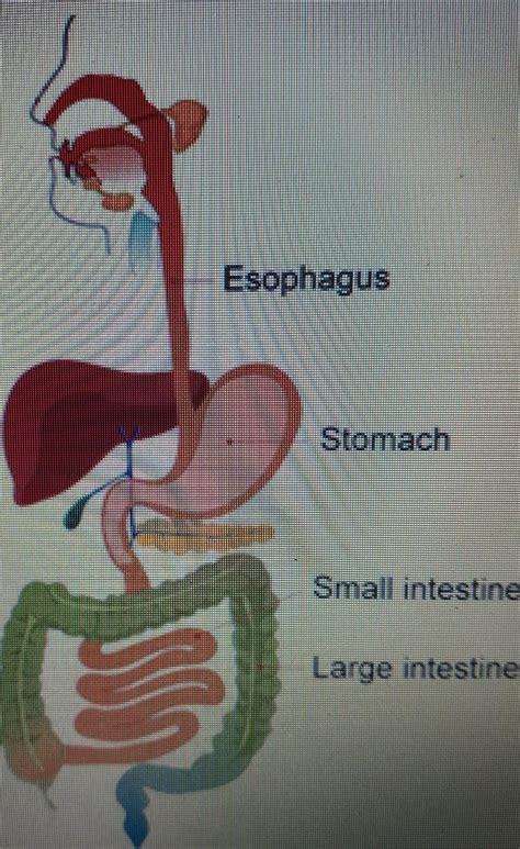 Can the digestive system be improved? Gizmos Digestive System Answers / Teacher Guide ...