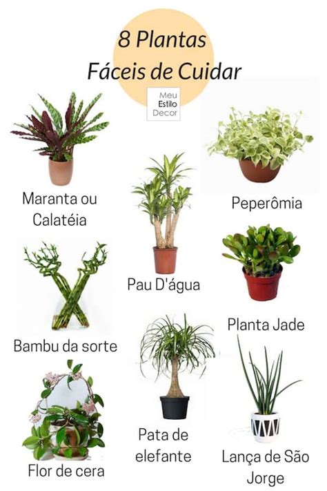 Using the chart below you can learn how to conjugate the spanish verb cuidar in present tense. 8 Plantas Fáceis de Cuidar • MeuEstiloDecor
