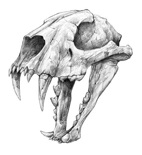 Dinictis The False Sabertooth Cat Skull Graphite Pencil Art Art
