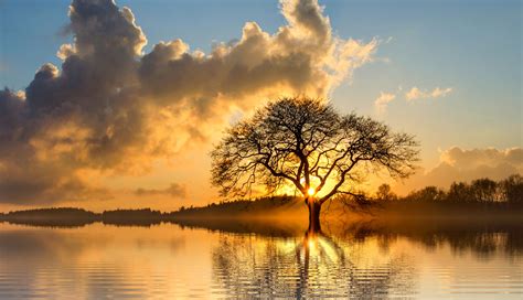 1336x768 Lone Tree In Lake Laptop Hd Hd 4k Wallpapers Images Backgrounds Photos And Pictures