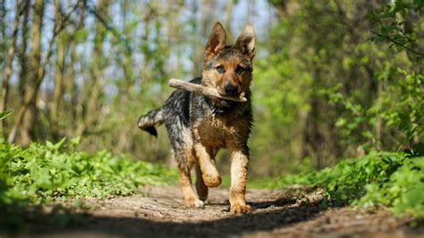 Training A German Shepherd Puppy To Walk On Leash With Manners
