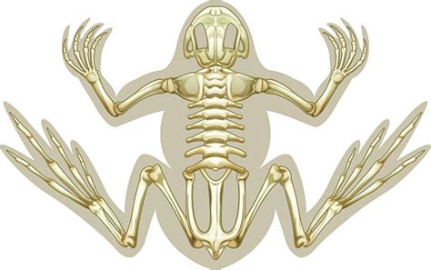 Best Frog Skeleton Illustrations Royalty Free Vector Graphics And Clip