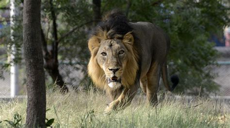 Last Remaining Asiatic Lions At Risk In Indias Gujarat State