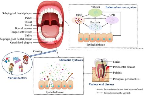 Frontiers The Oral Microbiota Community Composition Influencing