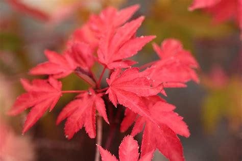 Acer Palmatum Ruslyn In The Pink Japanese Maple