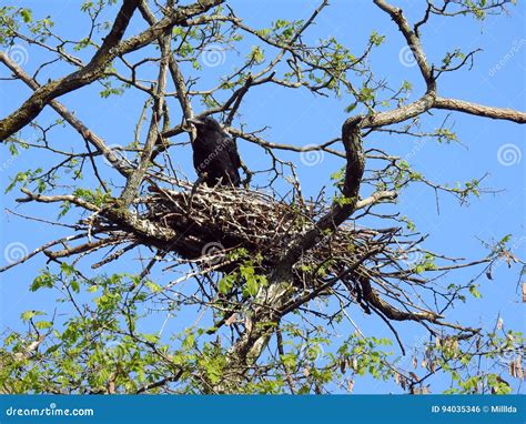 Black Crow Bird In Nest Lithuania Stock Photo Image Of Beautiful