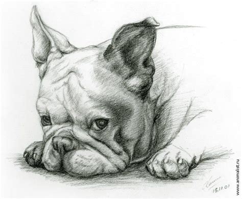 French Bulldog Illustration French Bulldog Drawing French Bulldog