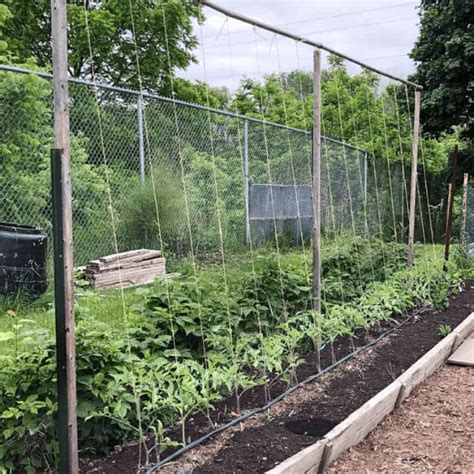 Create A Tomato Trellis With String Ropes Direct Ropes Direct