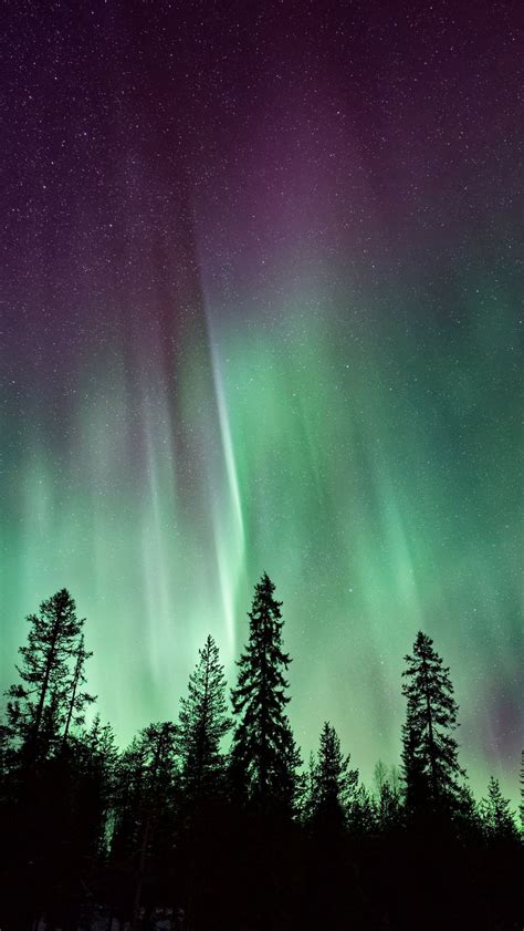 Download Wallpaper 800x1420 Trees Silhouettes Northern Lights Night
